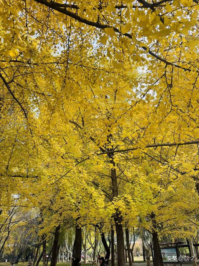 「石家庄拾秋日纪」裕西公园的银杏，黄了