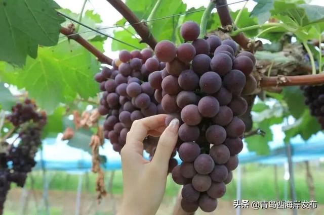 开炫！西海岸秋日“萄”宝指南来啦→