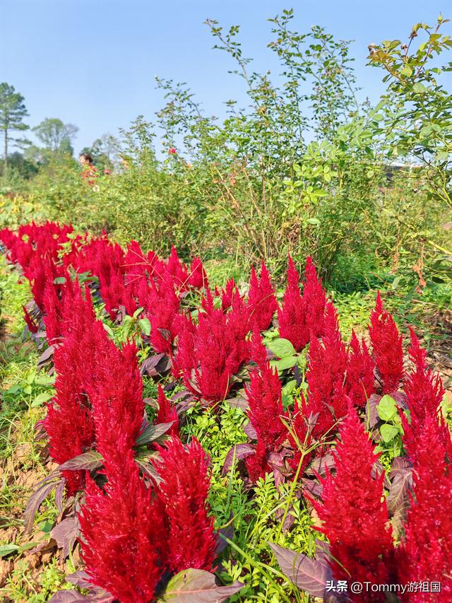 开着房车去流浪：打卡湖南省植物园