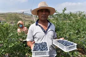 我国大量种植蓝莓，年产量已达34万吨！为啥蓝莓价格还是那么高？图片