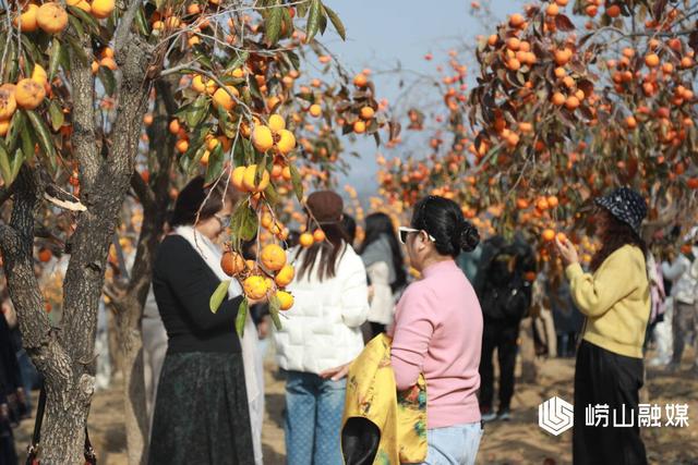 崂山沙子口：双拥公园丹柿如火 成网红打卡地