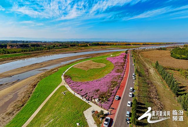 【视觉临汾】山西襄汾：波斯菊花开 美景醉游人