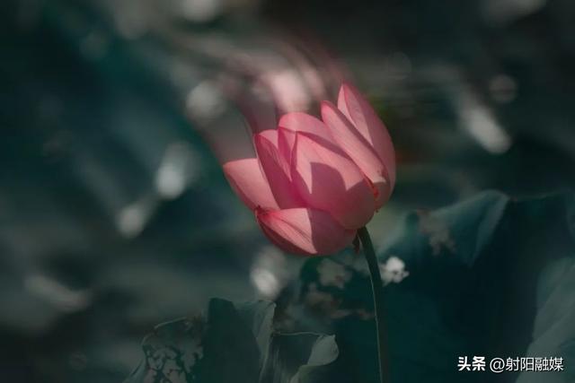 “荷”你一起，邂逅射阳夏日限定浪漫~