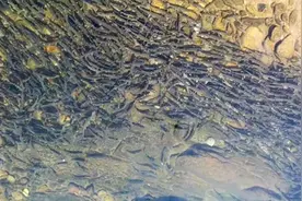 神秘梅花鱼起死回生？在秦岭深处大群出现，这么多还需要保护吗？图片