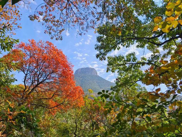 十一月二日，2025年第十七届枣庄市抱犊崮红叶季将盛大启动！