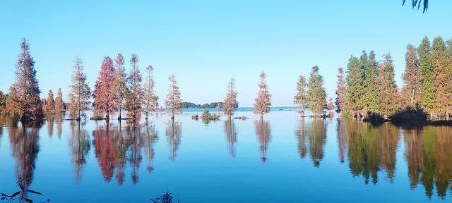 鲸鱼湾旁滇池边，水杉红透冬日水境