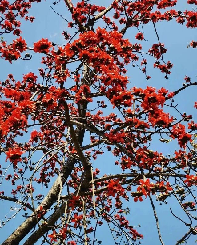 红河元阳木棉燃春，奏响奋进曲