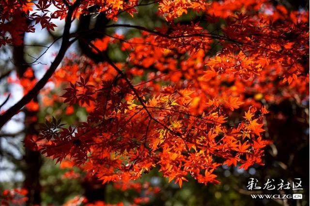 冬日里的红枫恋