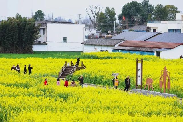 赶紧约！去绵竹这里拍五彩油菜花，还有长桌宴等你来......