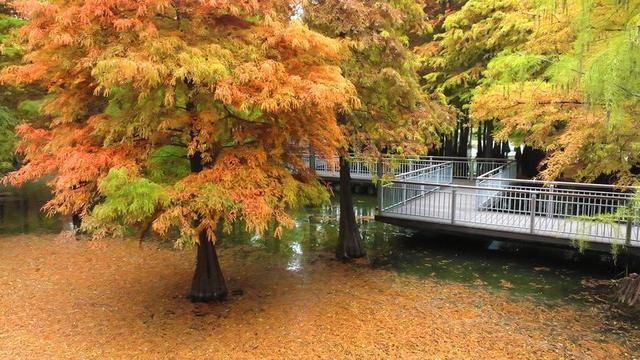 翠竹公园落羽杉林上演“色彩童话”