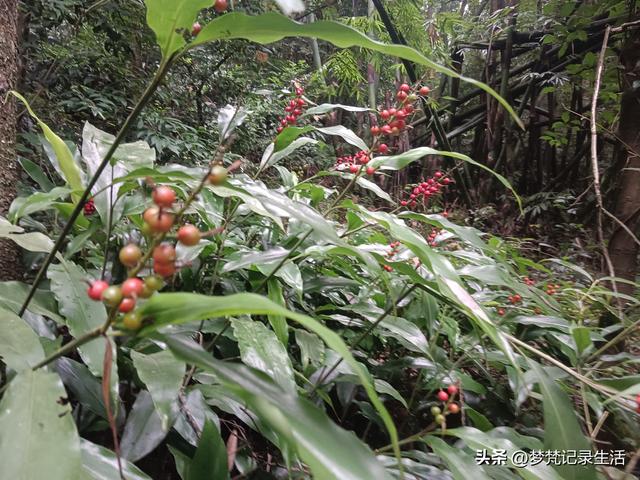 和老人相处是一个修炼的过程，阴天湿漉漉的我还是把茶树修剪完了