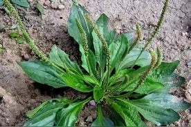 车前草是个宝，煮水喝，帮你解决4个问题图片