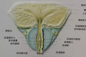 慢性前列腺炎是如何影响男性性功能的？图片