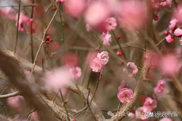 商丘日月湖梅花初绽，邀你共赴寻香之约