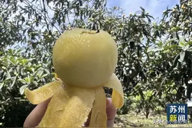 官宣！枇杷开采啦！今年价格…图片