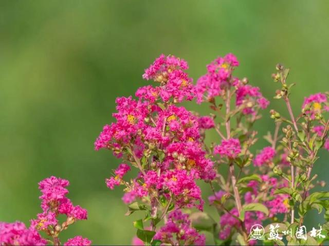 快收藏！苏州园林八月打卡指南！