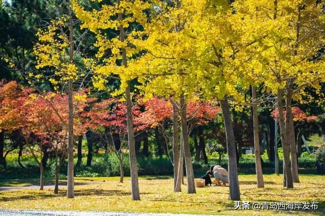 走不出这画了，我已被西海岸的秋景迷倒 🥹