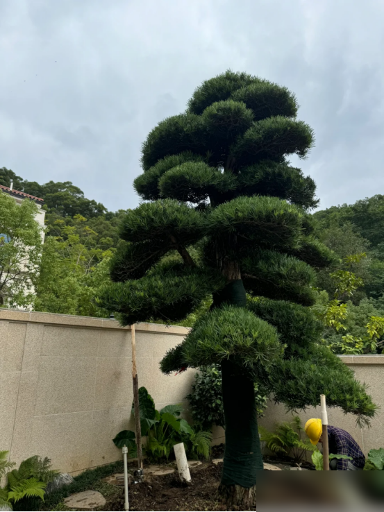 阴树不能进阳宅，老祖宗告诫：不管院子多大，这5种树最好都别种