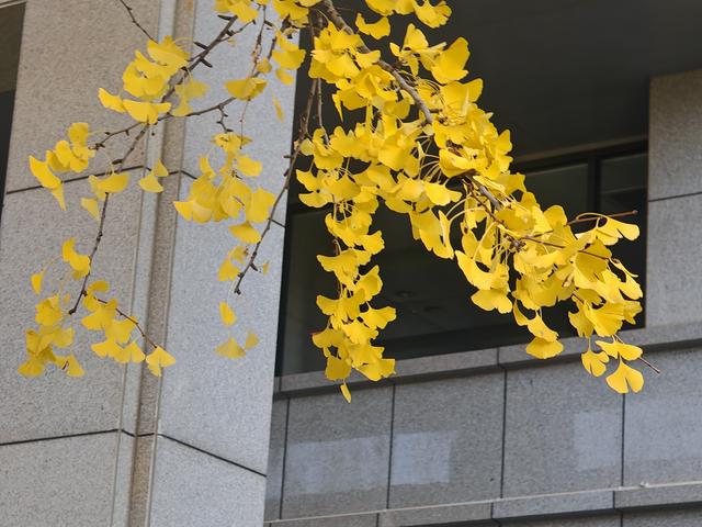 昆明市行政中心另一处，李世民种植银杏树的缩小版，赶快克