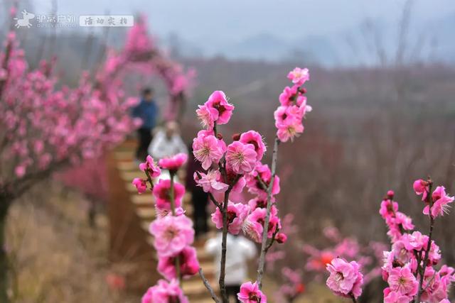 开啦!西安周边两处赏梅秘境,花开满屏VS品种多多,快去赏花走!