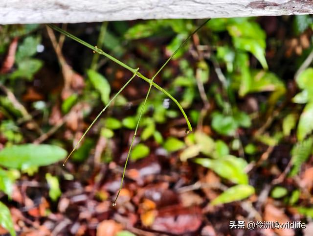 马来西亚(31)砂拉越州⑤姆鲁山canopy树冠高空漫游