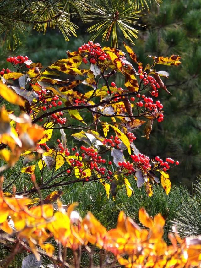 黄山秋景现场播报：云海“开挂”，秋色“沸腾”，抓紧冲