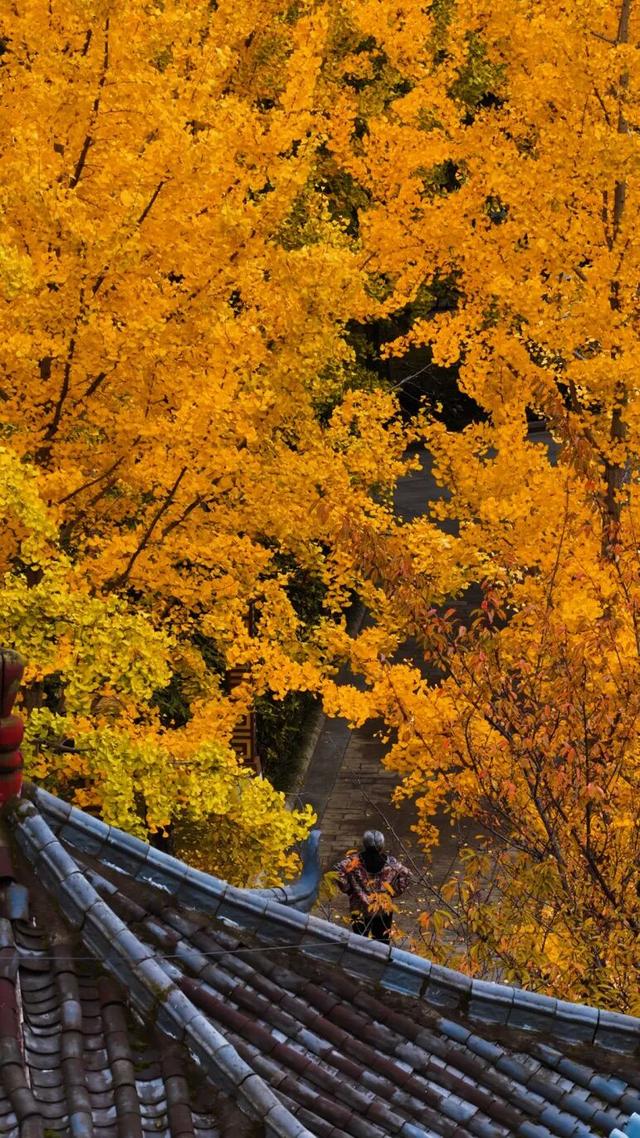 速来！桐梓这里含“金”量超高~