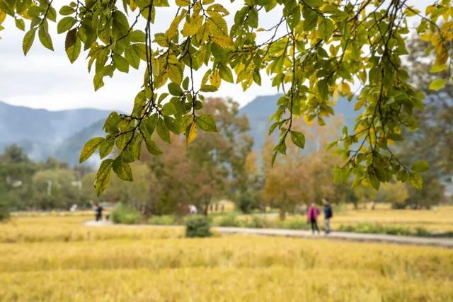 刷屏朋友圈的黟县秋！在这里，慢享“退休式周末”~ | 皖美冬日 | 第十五届安徽国际文化旅游节