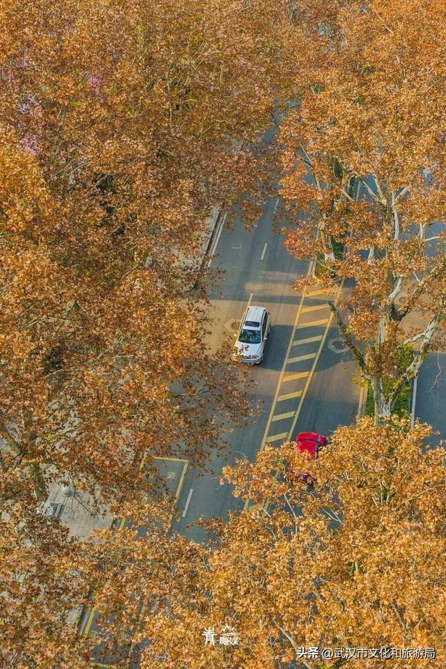 大降温后，青山最美冬景即将上线！