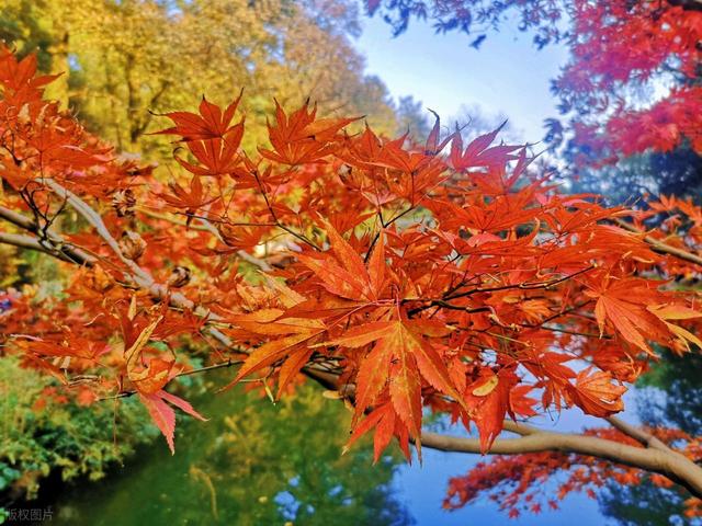 大爱！长沙岳麓山红枫如火，我却喜欢湘江边这2个免费枫叶大道