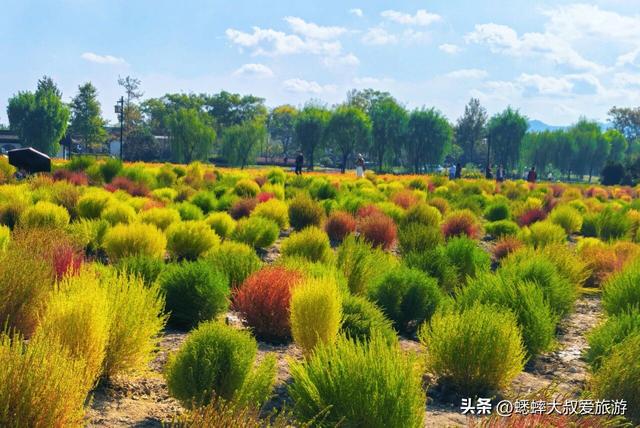 爱花小伙伴们：杭州湘湖花海盛放期来临，来免费嗅浪漫花香吧！