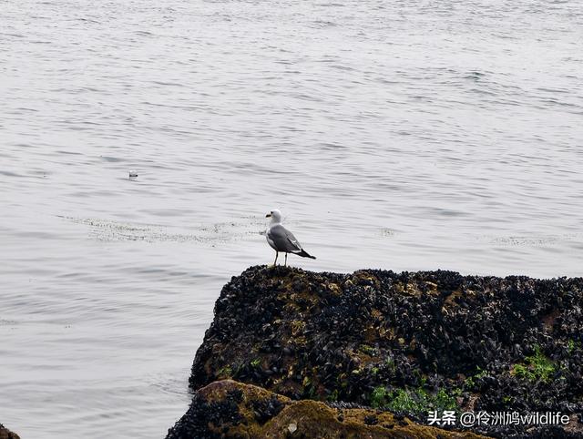 大连海之韵公园·棒槌岛