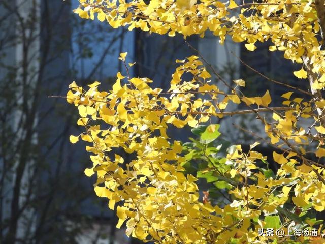 太美啦！去杨浦这两条路“踩”秋天，沙沙响的那种～