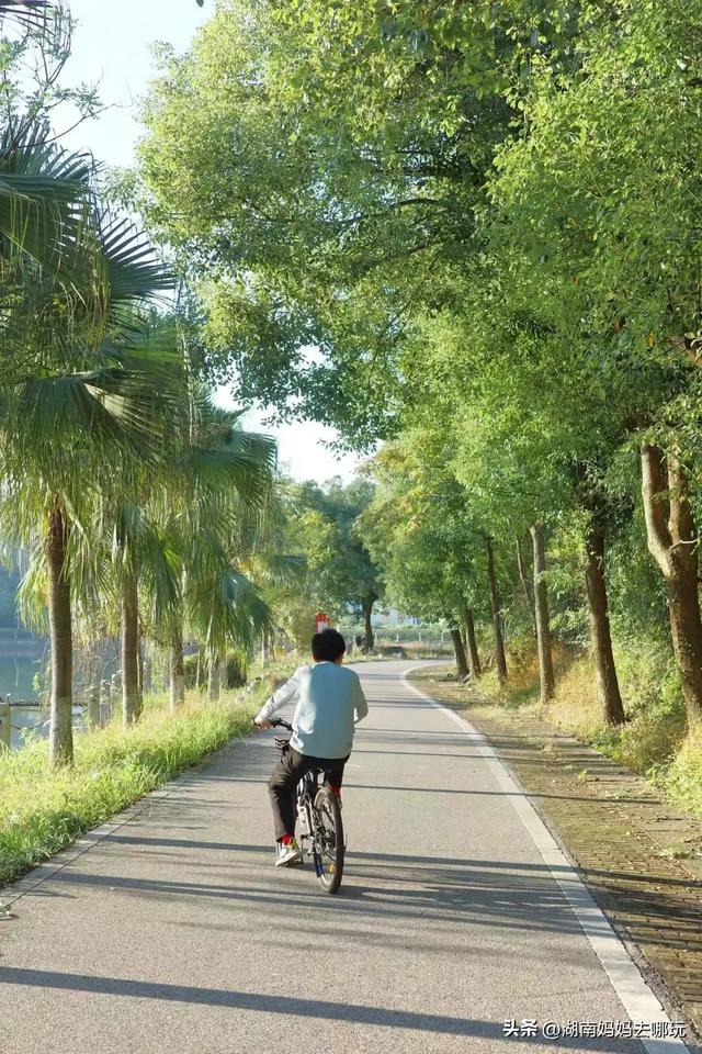 藏不住了!望城这片小众银杏秘境已到最佳观赏期,还能露营、骑行、摘果子