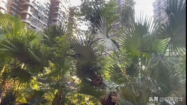 从贵州的清凉进入成都的温热