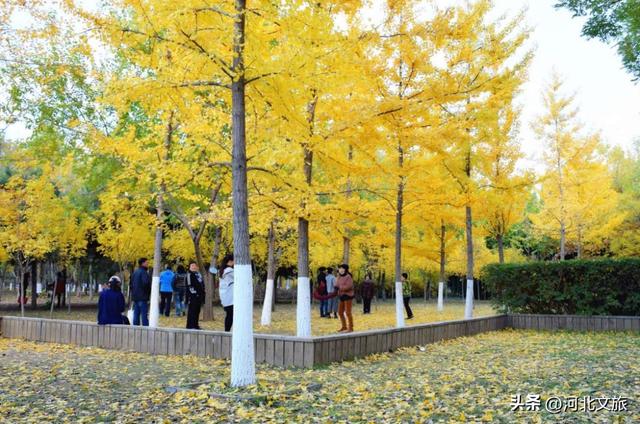 收藏！秦皇岛“银杏观赏地图”出炉，这八处胜地解锁璀璨深秋~
