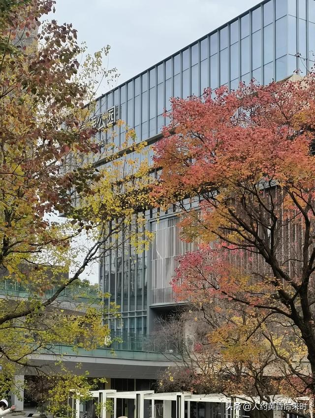 这几日的阳光很给力,银杏、乌桕、水杉相继上线。