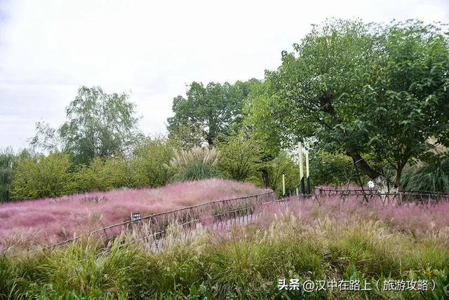 汉中湿地公园的秋已上线，随手拍都是治愈感！