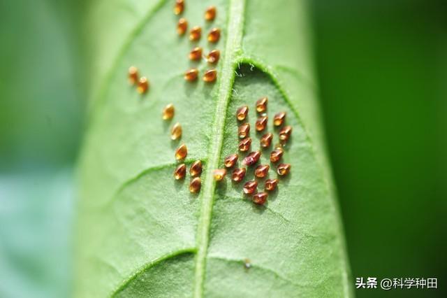不同作物有密码：种植作物谚语大集合