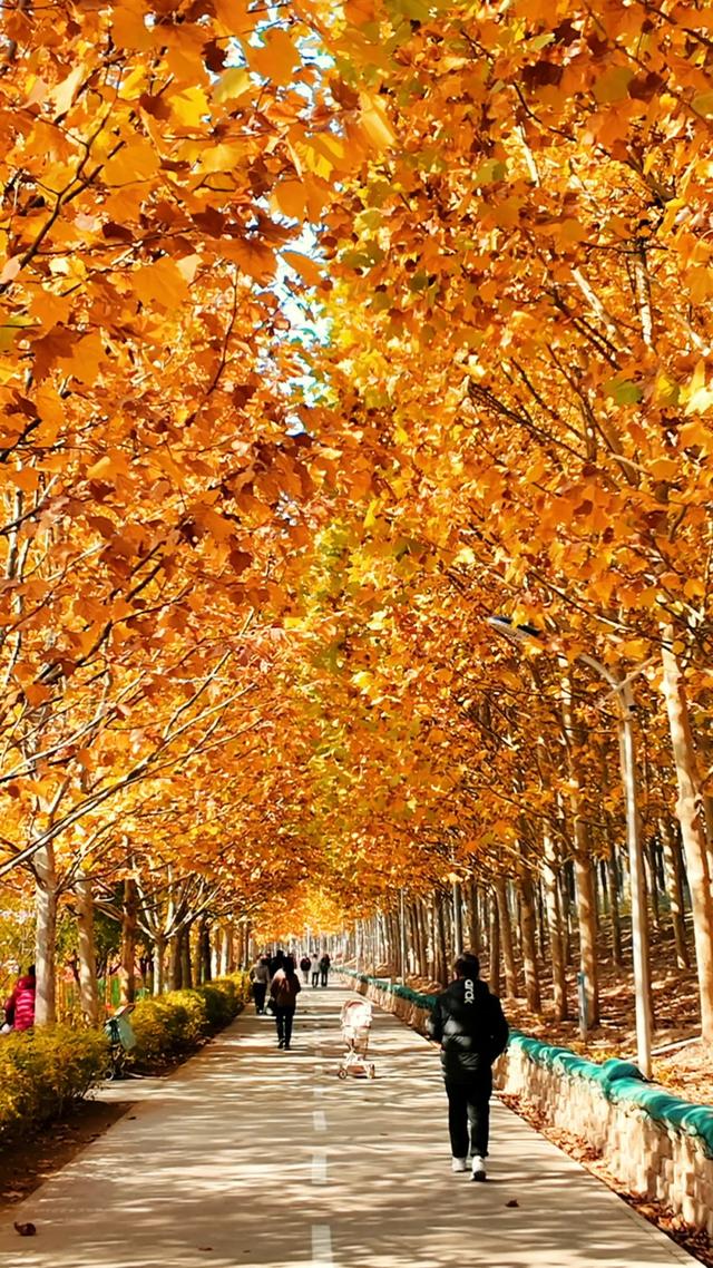 18公里步道免费开放!西五环边的这个公园迎来最佳观赏期——