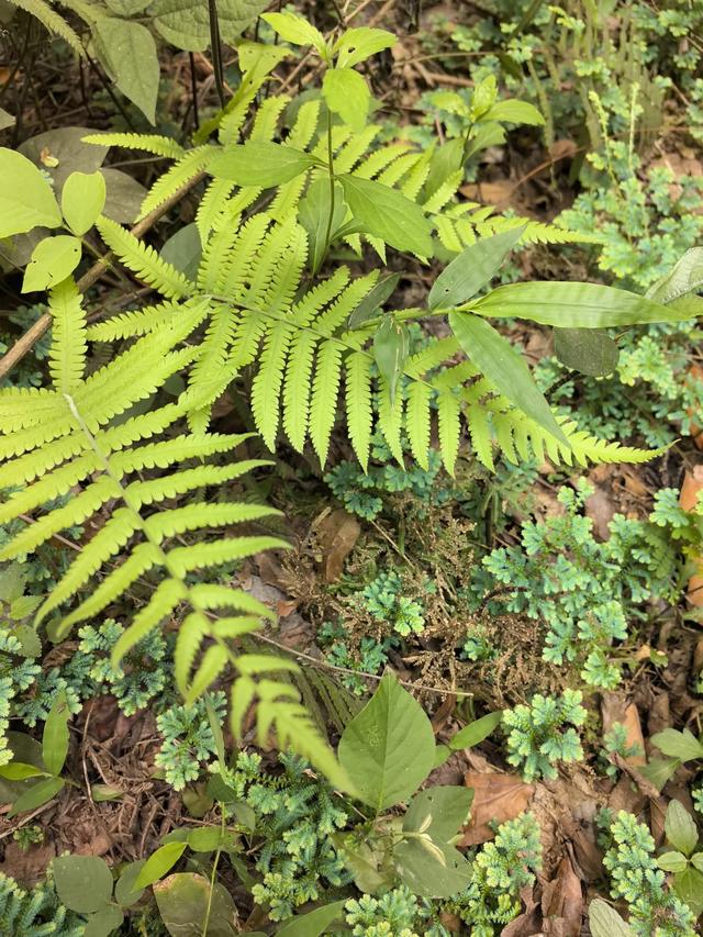 带小朋友去贵州茂兰，连环探洞加漏斗原始森林徒步二日游全攻略！