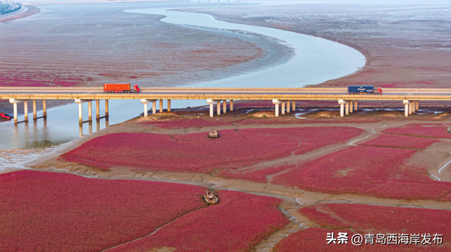 实拍大片！西海岸这片红海滩太红红红红了