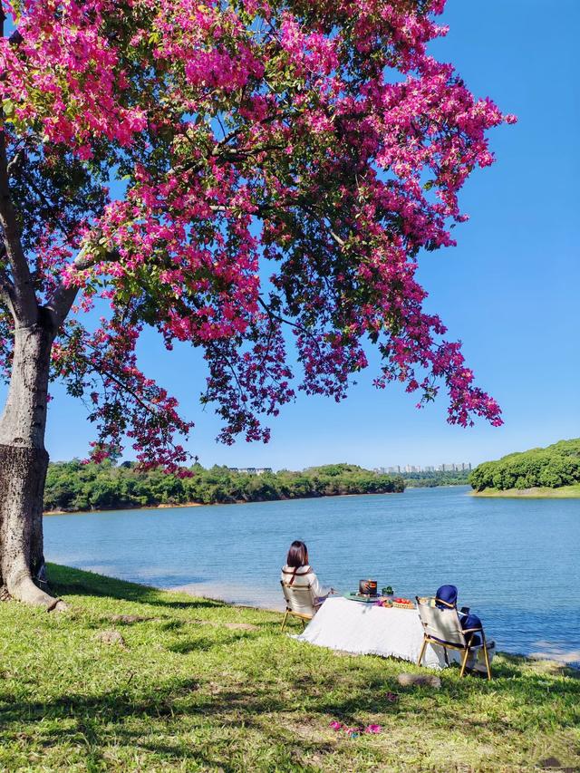 寻觅秋冬季粉色浪漫：深圳十个邂逅异木棉花开的地方