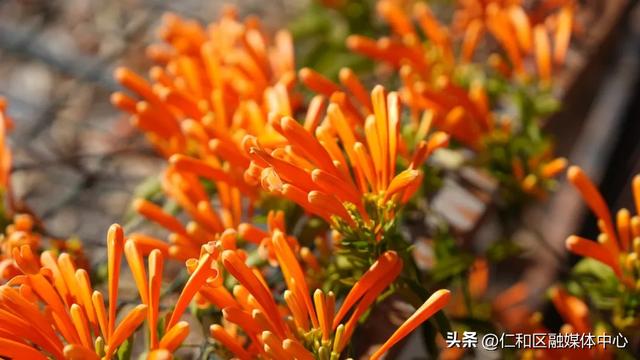 我在仁和等你丨炮仗花瀑如焰，带你提前走进“春节模式”