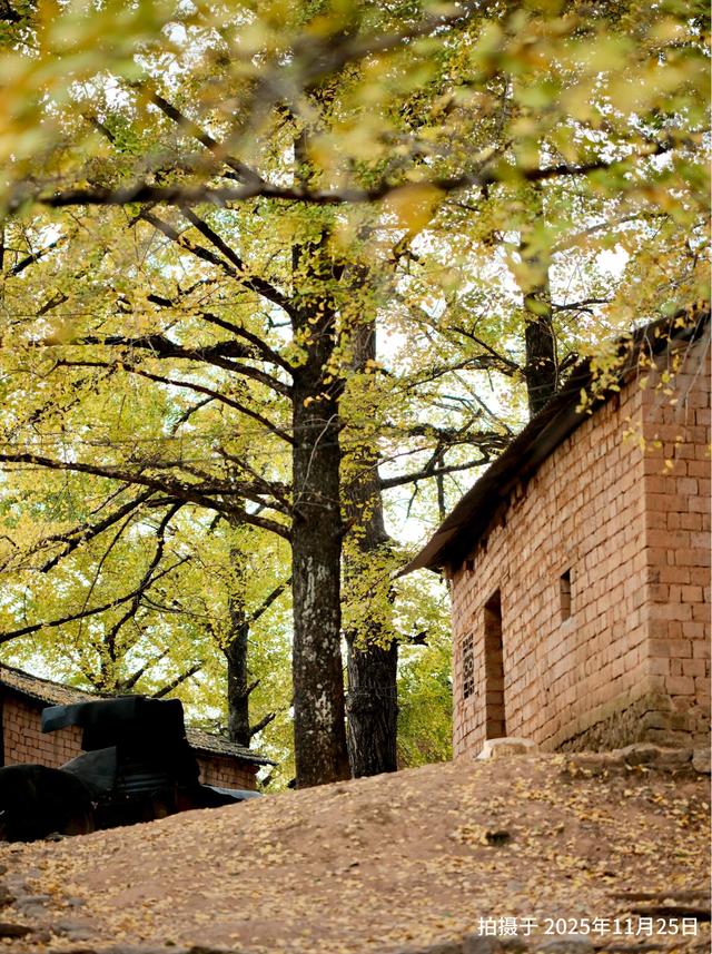 “中国银杏第一乡”迎来最佳观赏期!附近期实拍图→