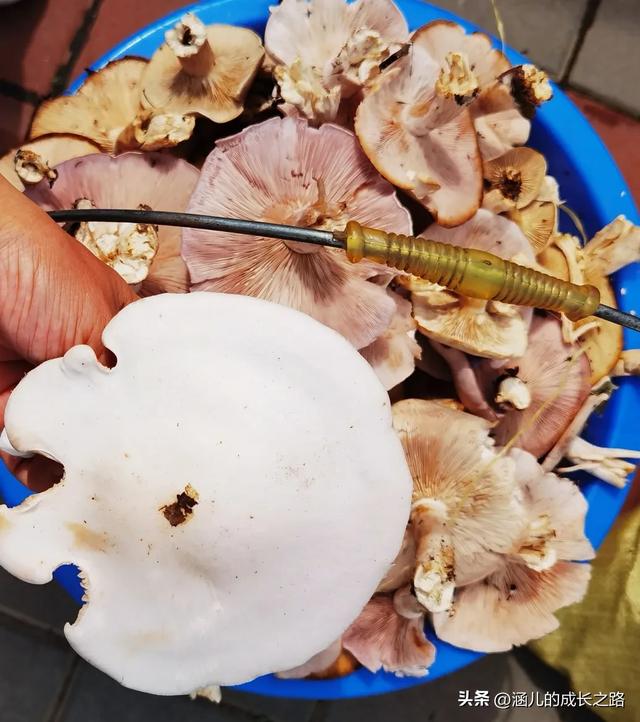 总要去趟草原吧!自驾塞罕坝和乌兰布统超简攻略(附图超全)