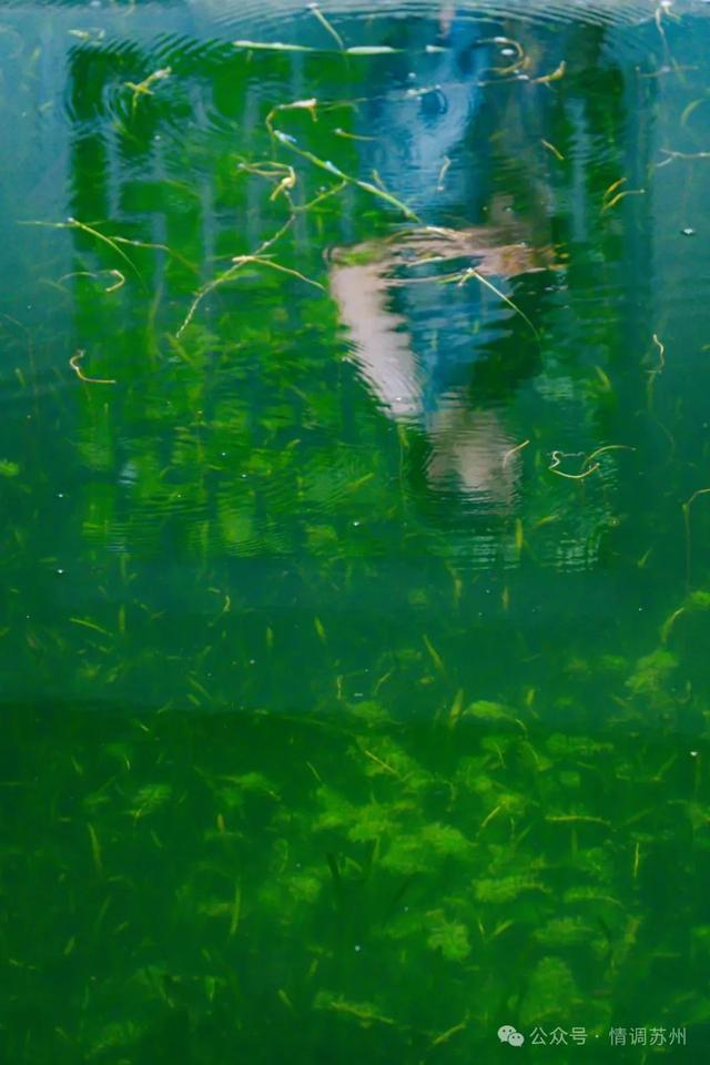 苏州拙政园的曲水里，藏着另一处天地