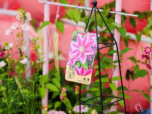 解锁春日趣玩，尽在西岸凤巢！