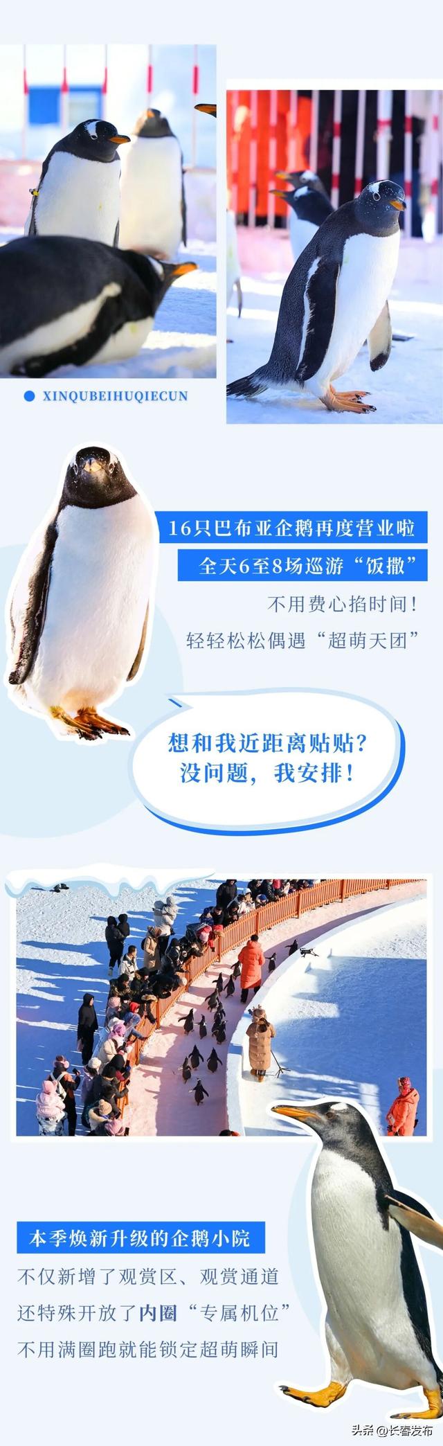 北湖企鹅村第二季预计12月25日焕新开园