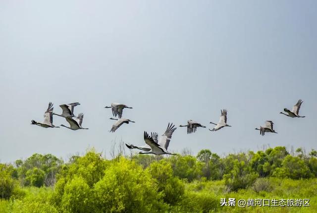 【黄河口生态旅游区】以湿地为笺，用候鸟作笔 —— 致教师的自然礼赞